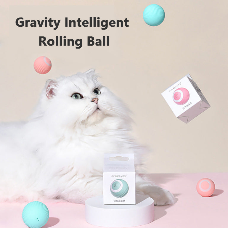 White cat watching the rolling ball beside its box
