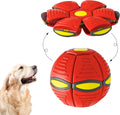 Red dog frisbee ball with a golden retriever