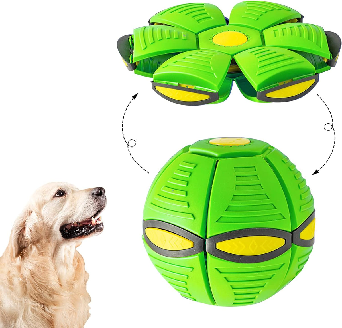 Green dog frisbee ball with a golden retriever