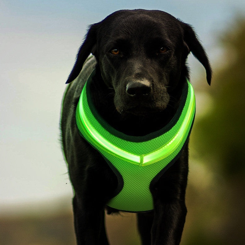 Black Labrador wearing the green light-up harness at dusk